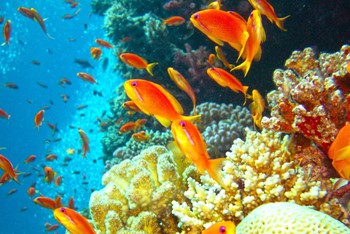 Egypt Red Sea_00a64_md.jpg